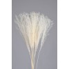 MISCANTHUS Bleached  30"